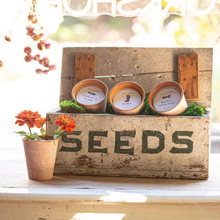 Rosy Rings - Basil Orange Garden Pot Candle + Plantable Seed Dust Cover